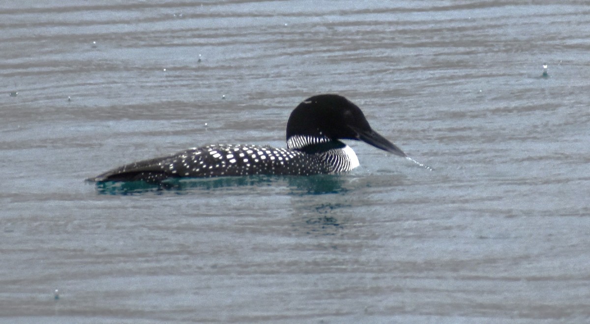 Plongeon huard - ML616769194