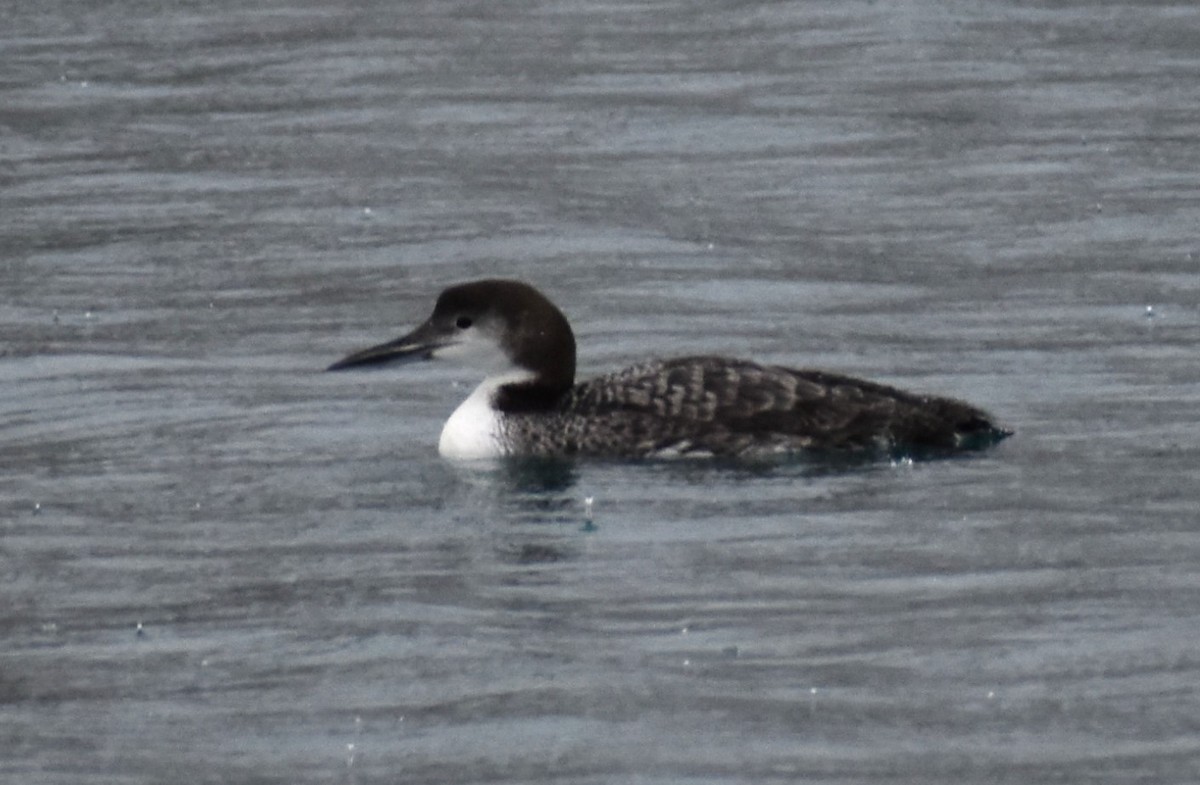 Plongeon huard - ML616769195