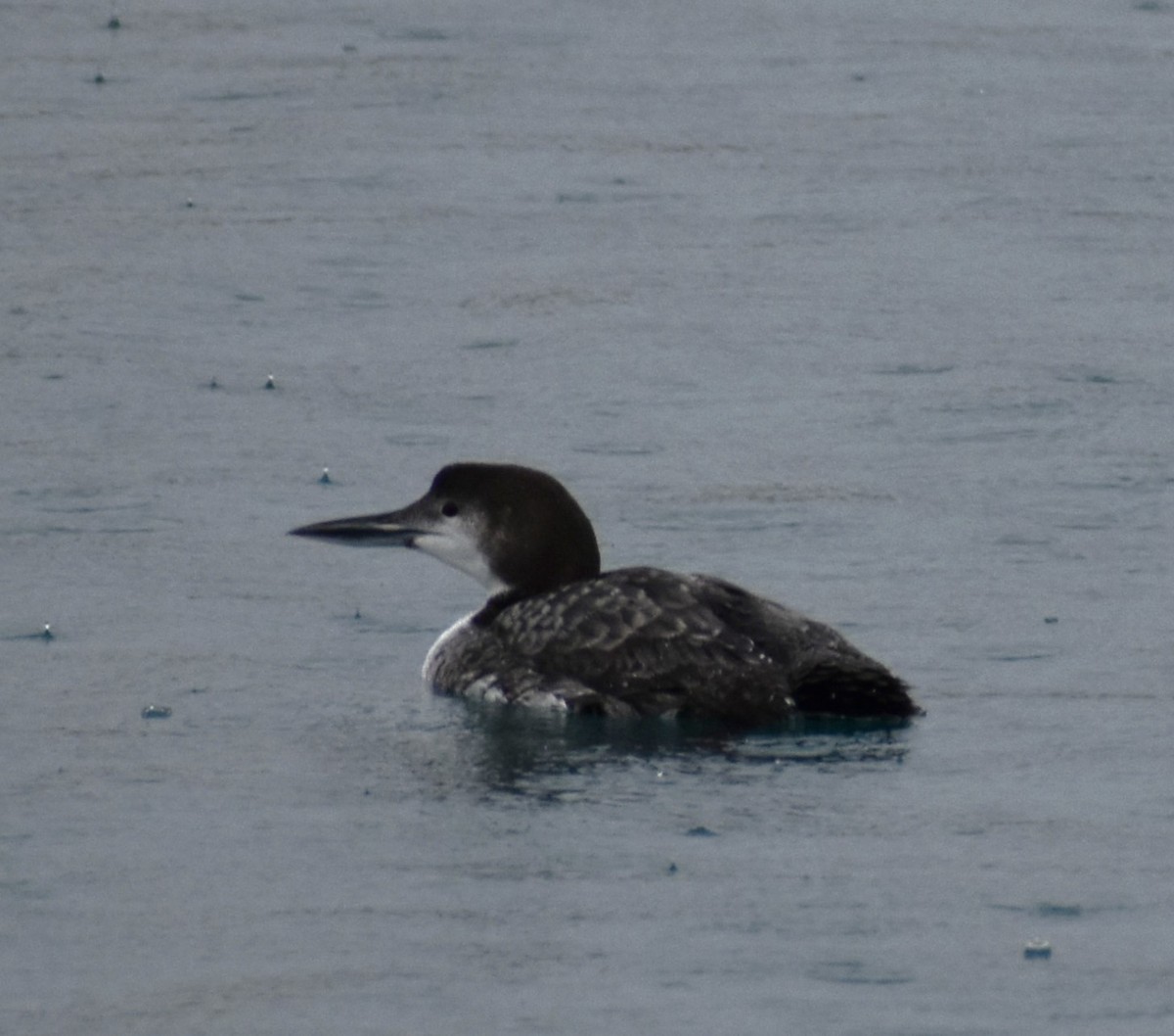 Common Loon - ML616769196