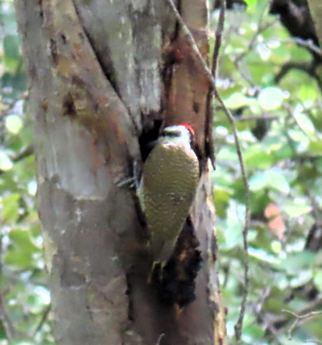 Bearded Woodpecker - ML616769215
