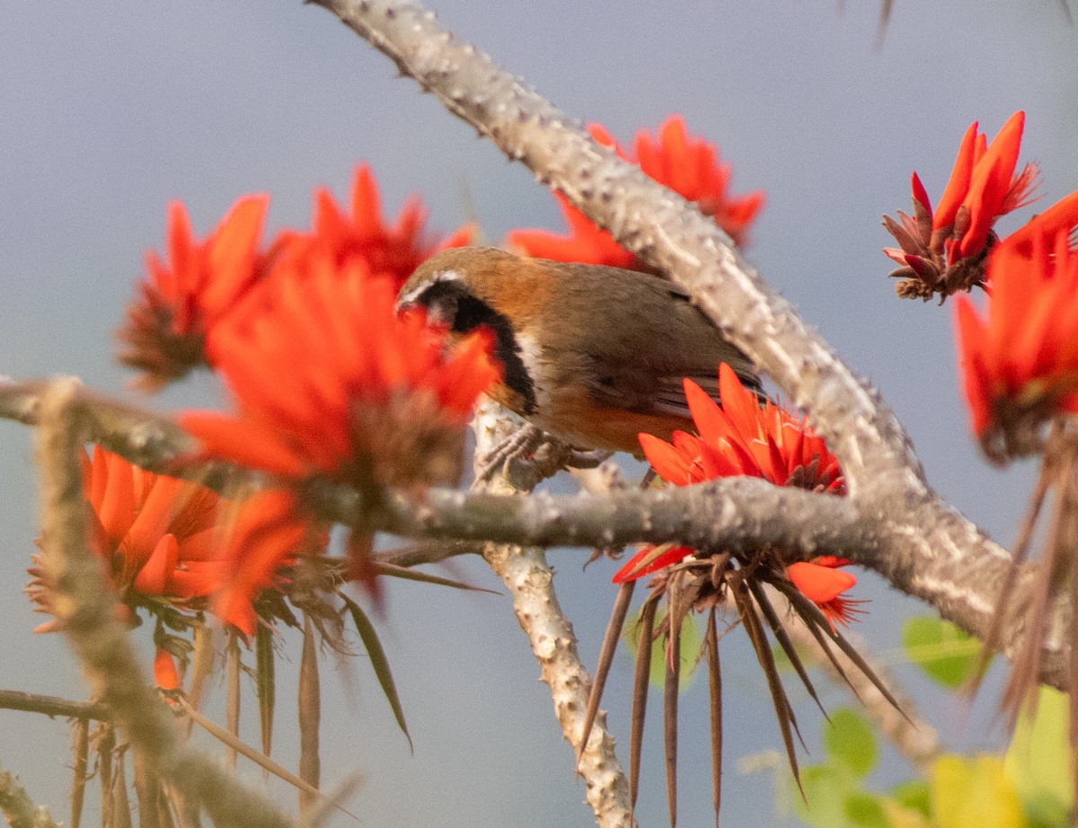 Greater Necklaced Laughingthrush - ML616769221