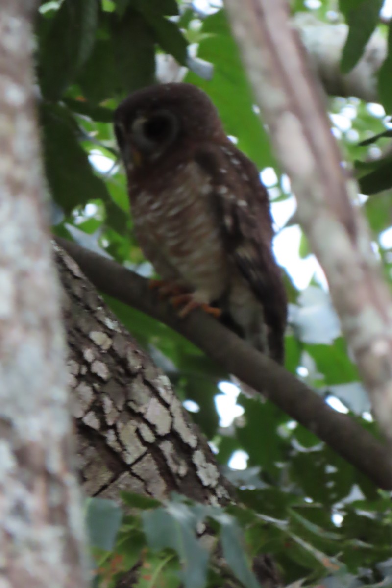 African Wood-Owl - ML616769256