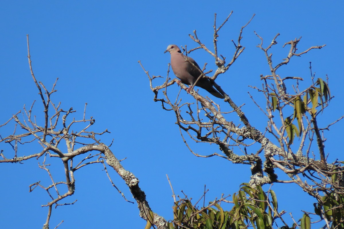 Red-eyed Dove - ML616769271