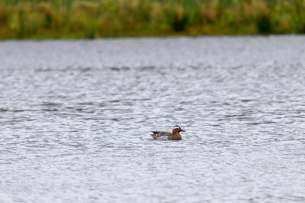 Garganey - ML616769337