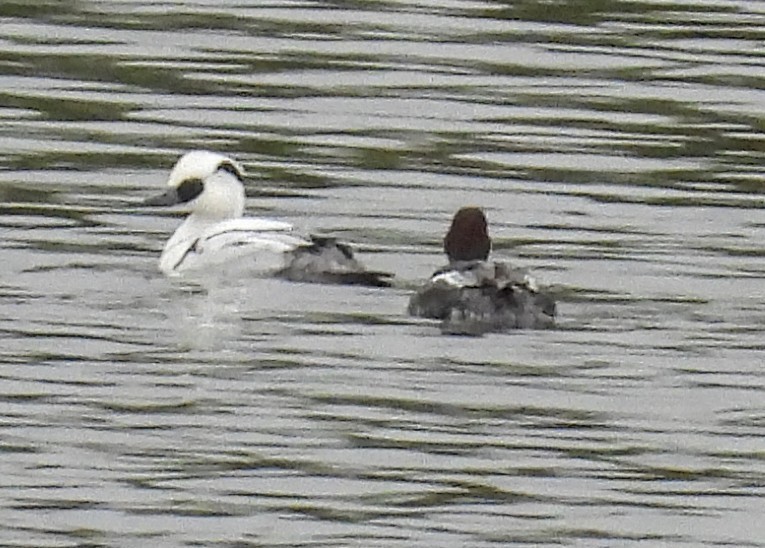 Smew - ML616769350