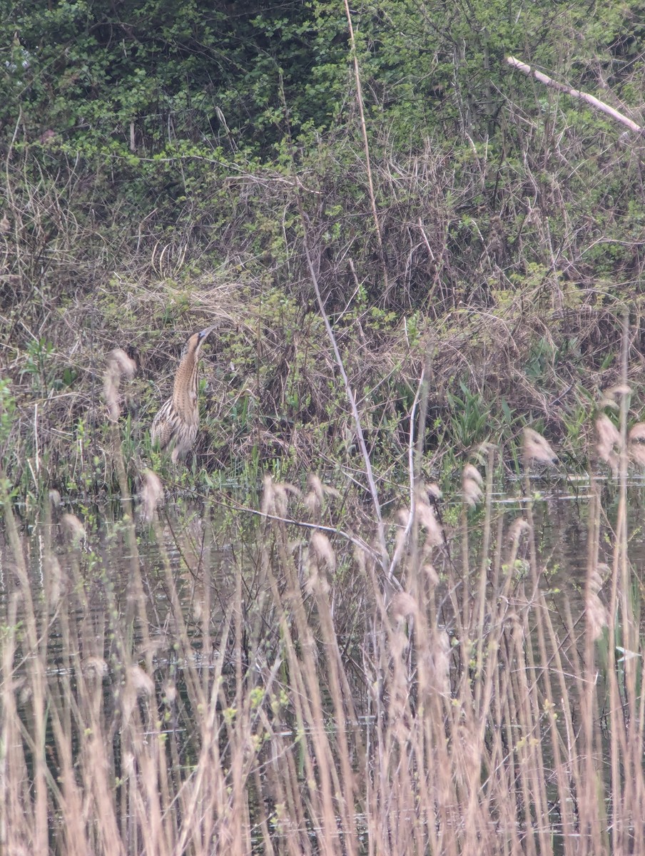 Great Bittern - ML616769357