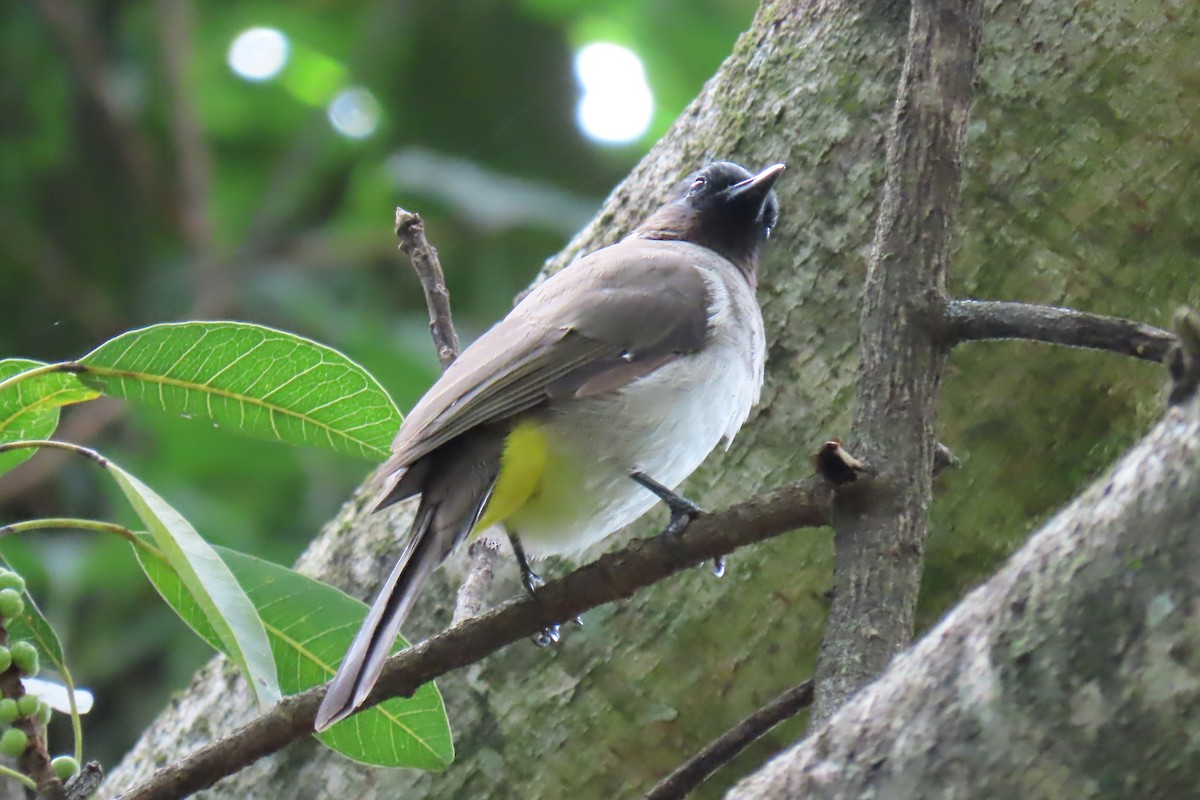 Common Bulbul - David Orth-Moore