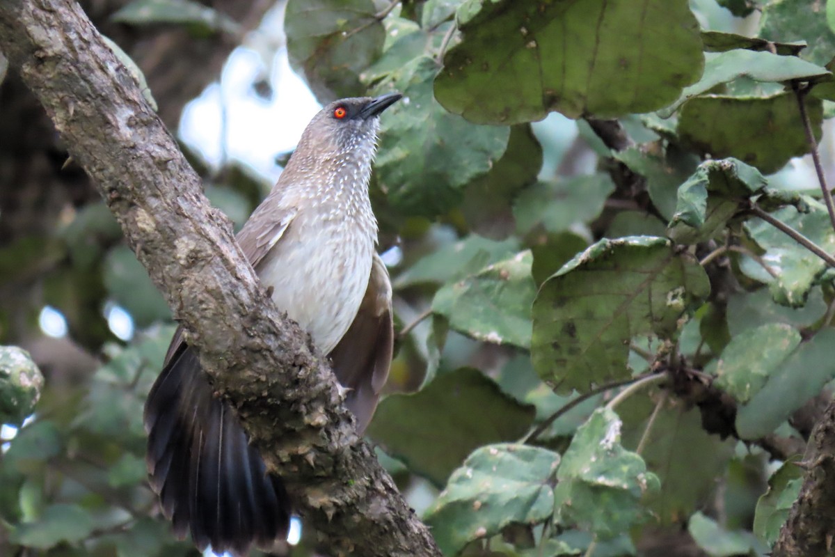 Arrow-marked Babbler - David Orth-Moore