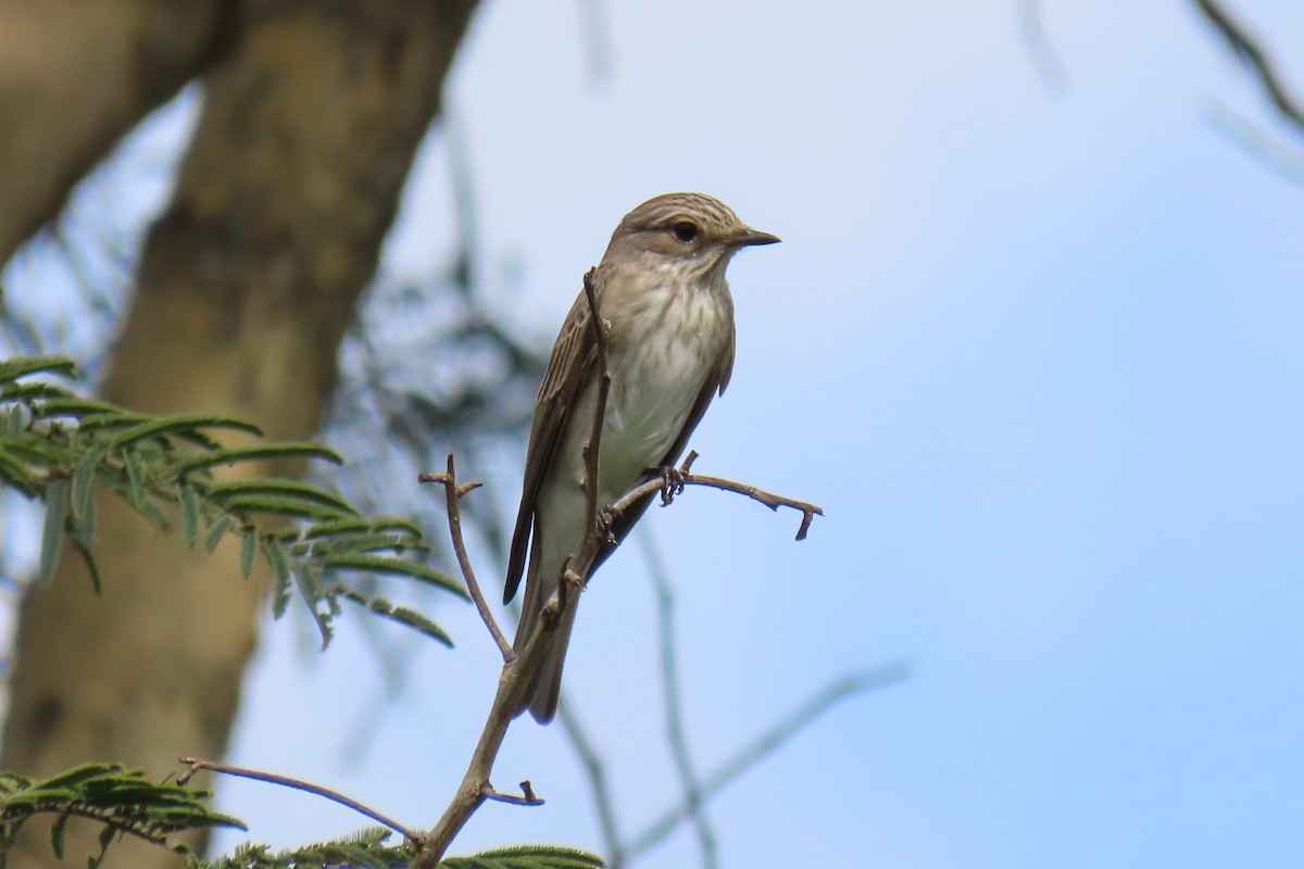 Spotted Flycatcher - David Orth-Moore