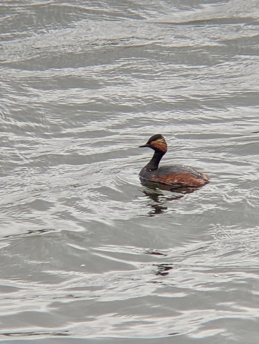 Eared Grebe - ML616769424