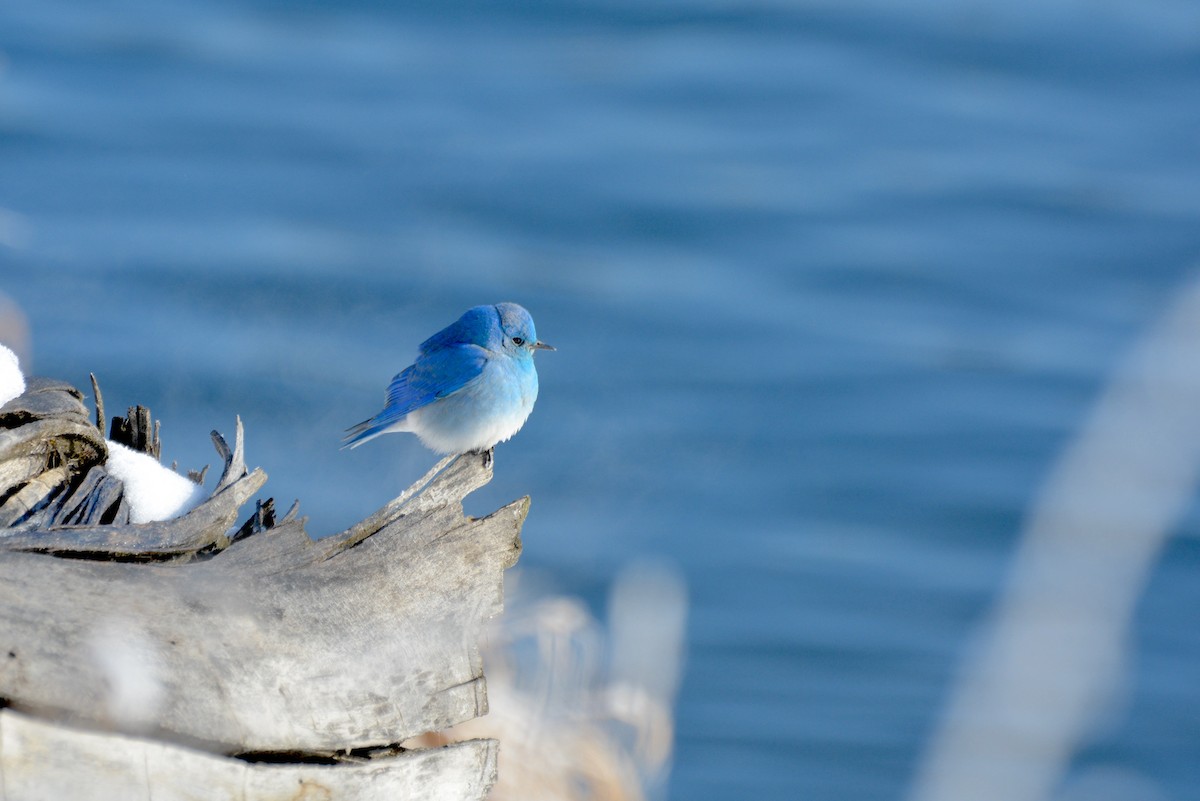 Mountain Bluebird - ML616769434