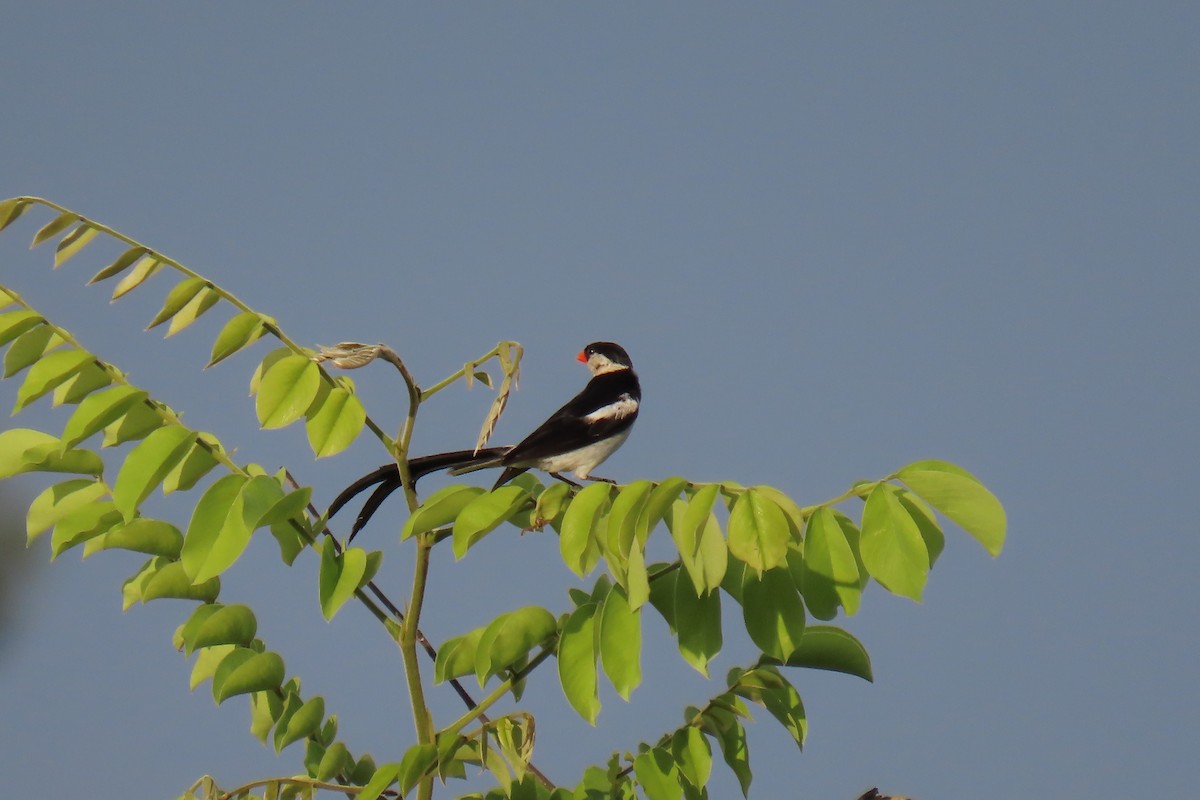 Pin-tailed Whydah - David Orth-Moore