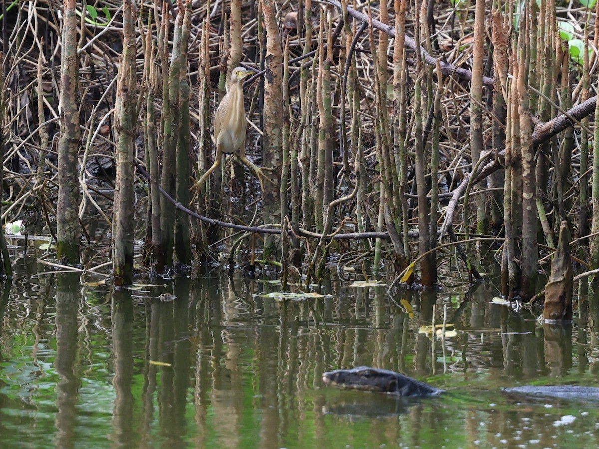 Yellow Bittern - ML616769467