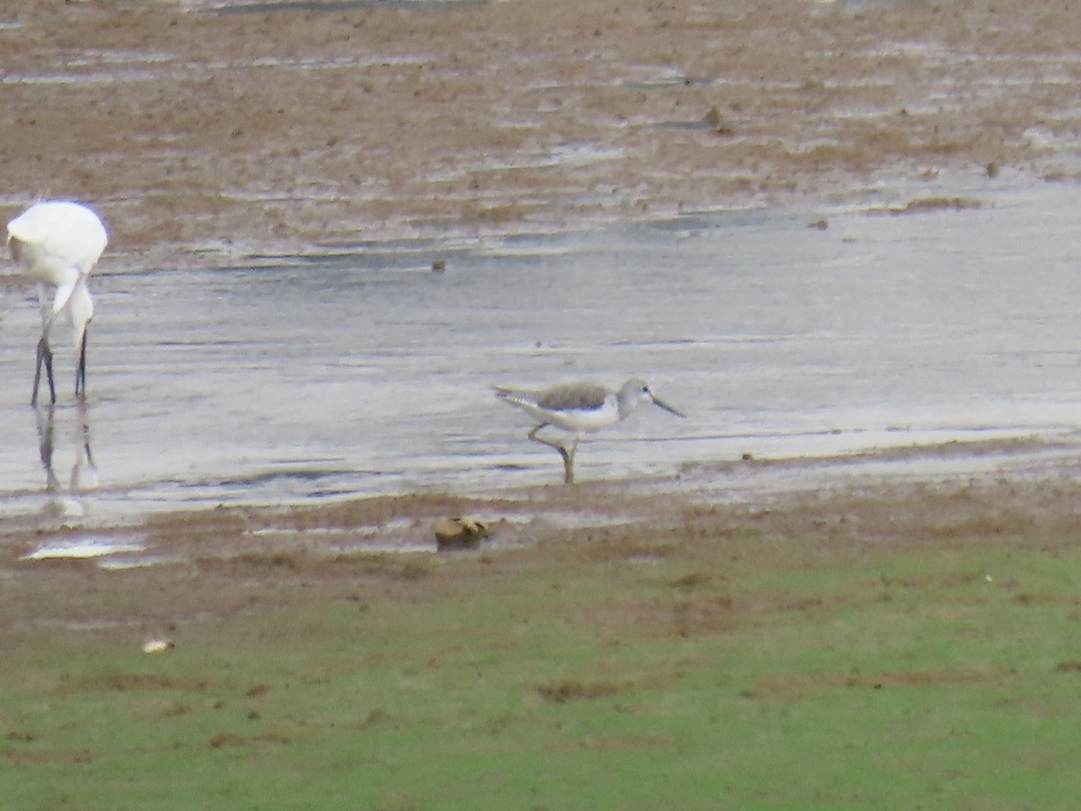 Common Greenshank - ML616769495