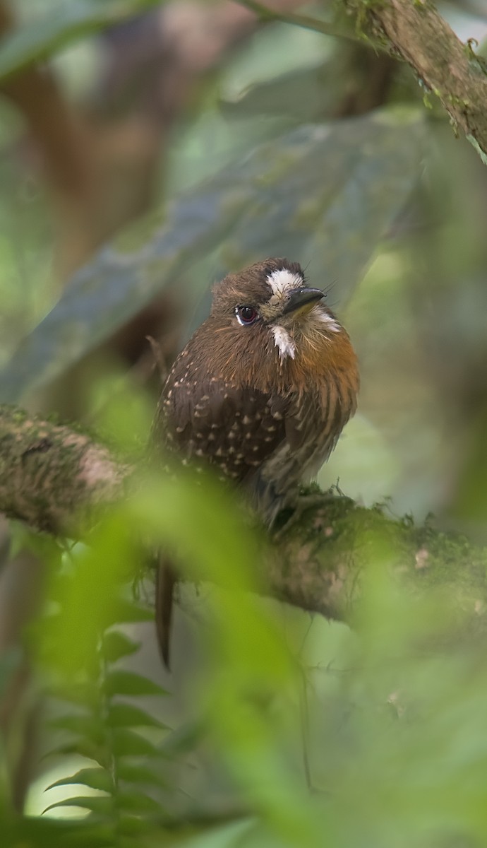 Moustached Puffbird - ML616769506