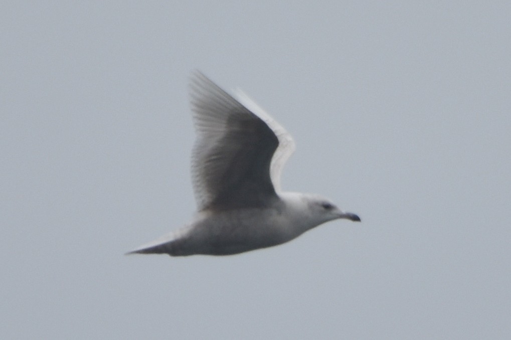 Gaviota Groenlandesa - ML616769544