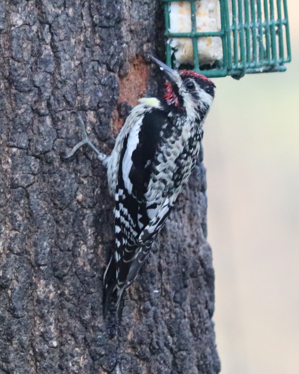 Yellow-bellied Sapsucker - ML616769546