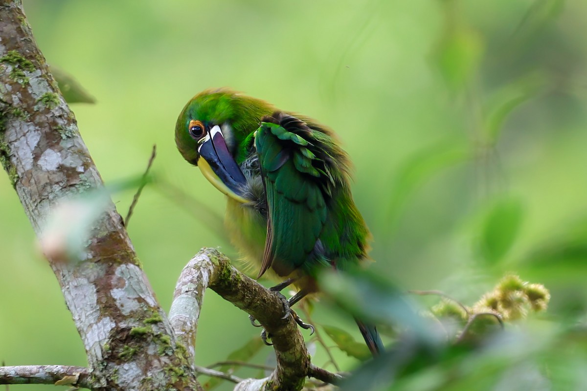 Southern Emerald-Toucanet - Daniel Yepes