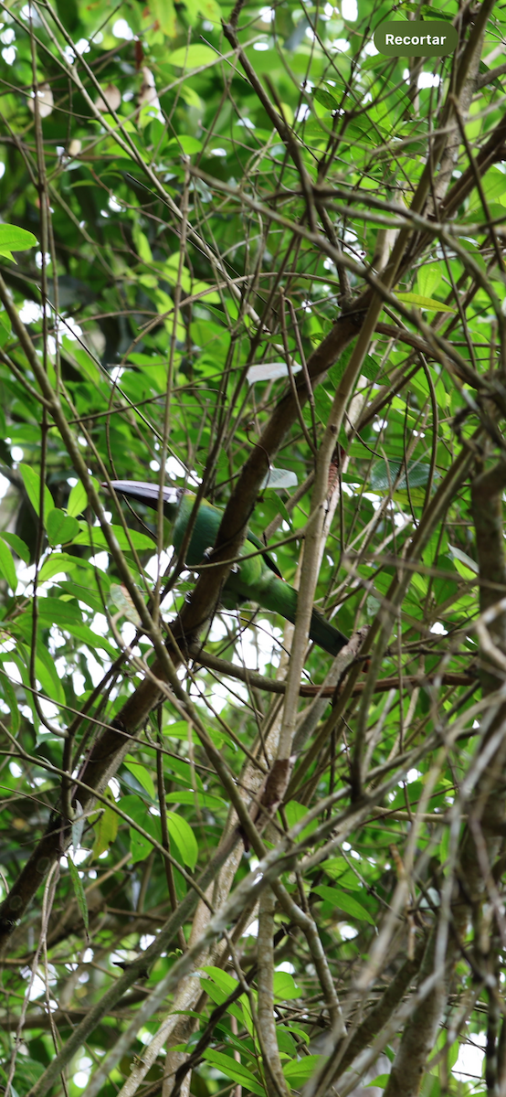 Crimson-rumped Toucanet - Daniel Yepes