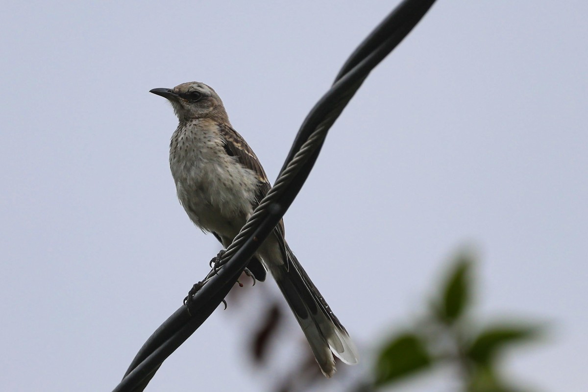 Tropical Mockingbird - Daniel Yepes