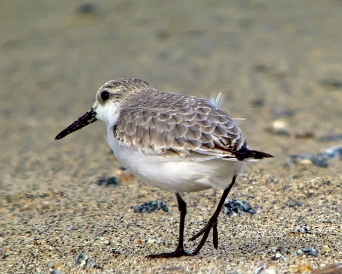 Sanderling - ML616769695