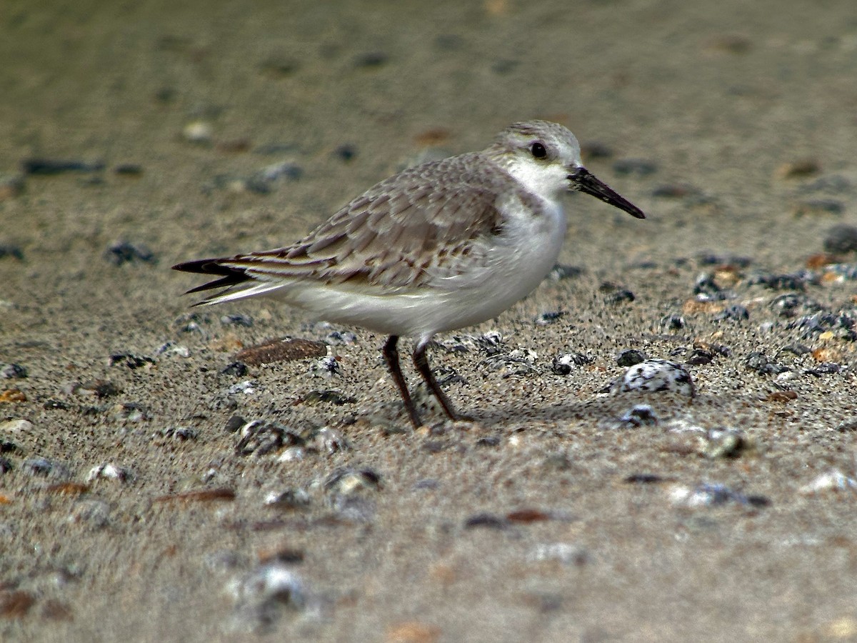 Sanderling - Detlef Buettner