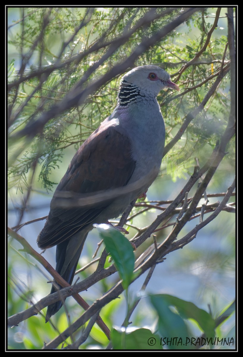 Paloma de Los Nilgiris - ML616769699