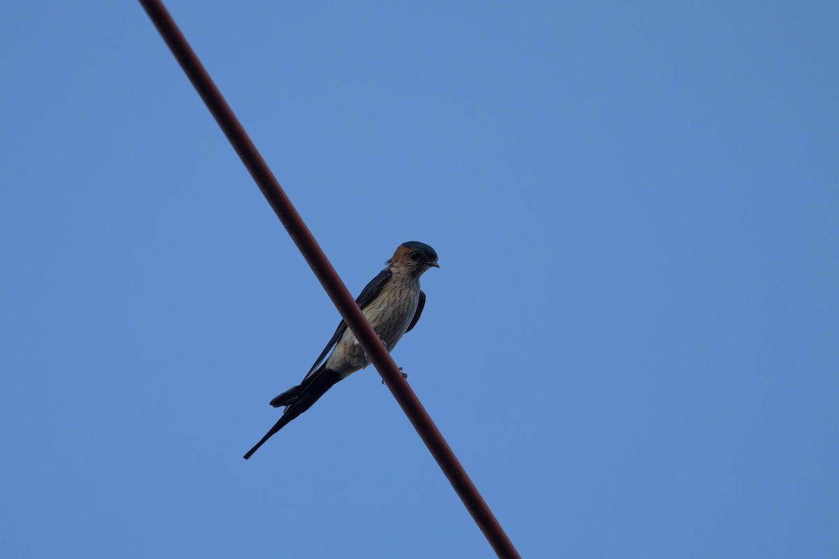 Red-rumped Swallow - ML616769701