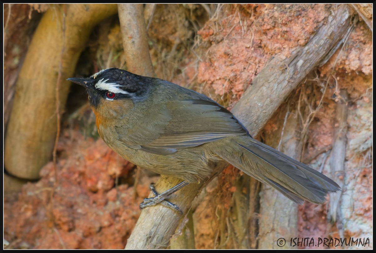 Nilgiri Laughingthrush - ML616769714