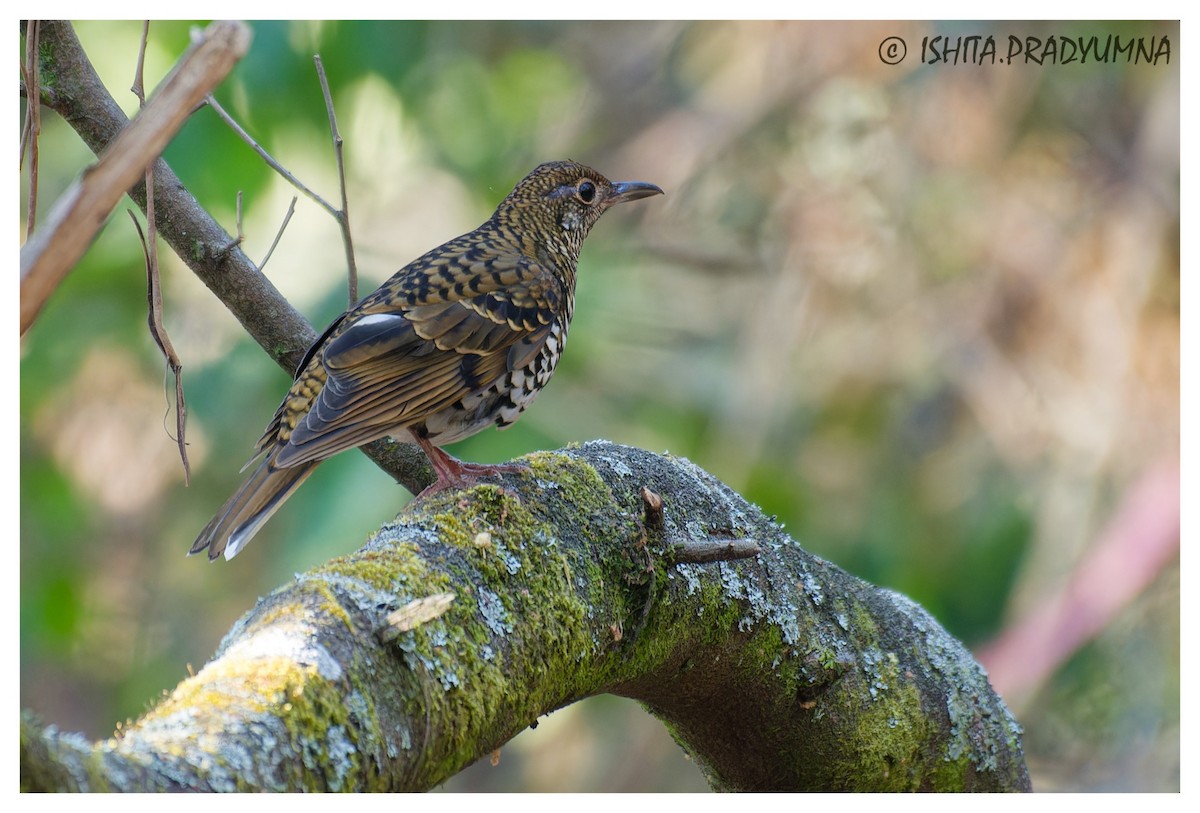 drozd nilgirský - ML616769724