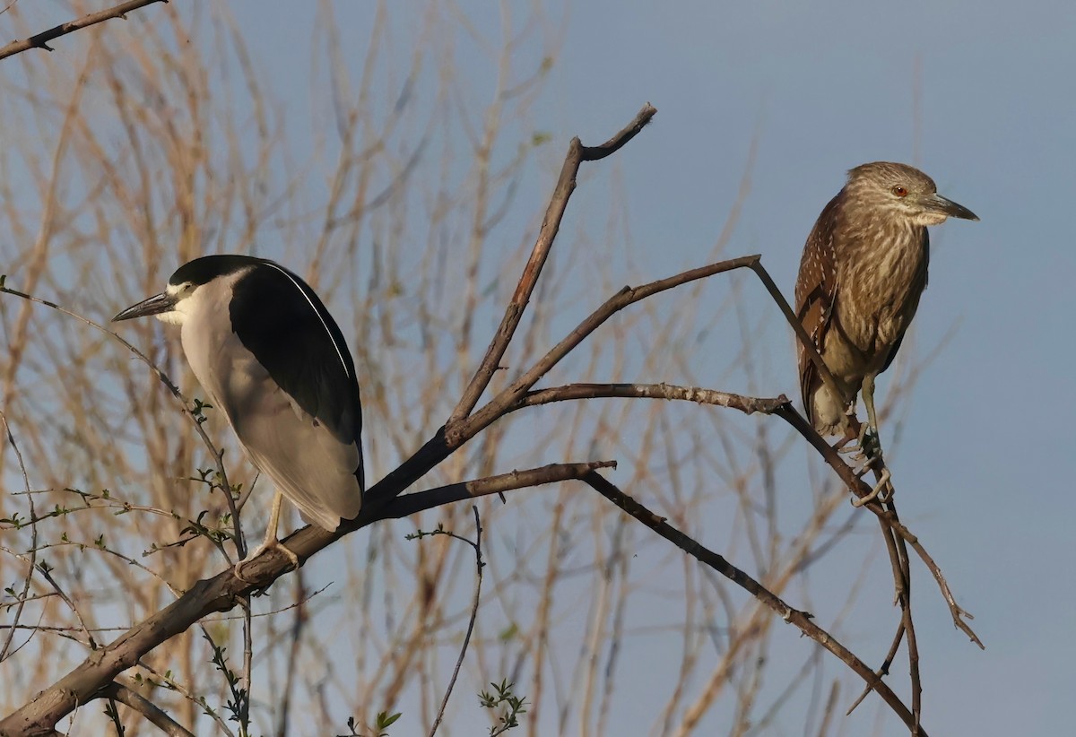 Black-crowned Night Heron - ML616769736