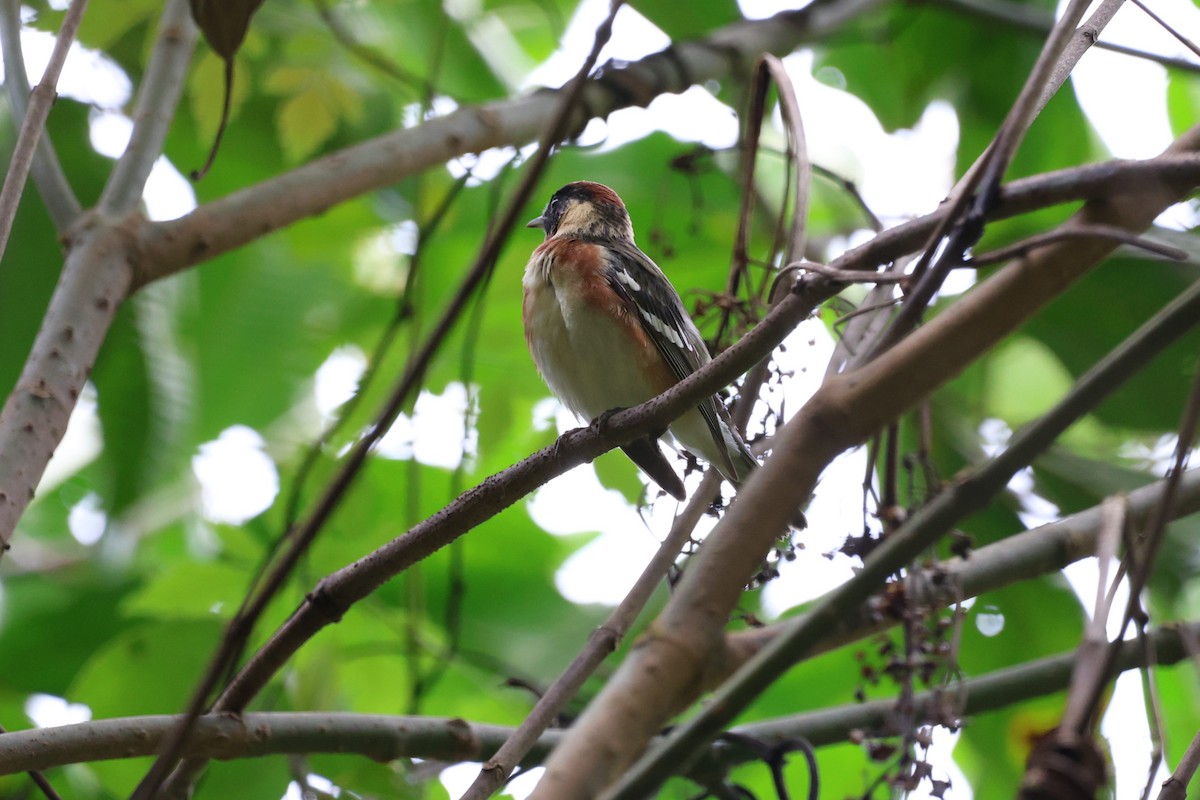 Bay-breasted Warbler - Daniel Yepes