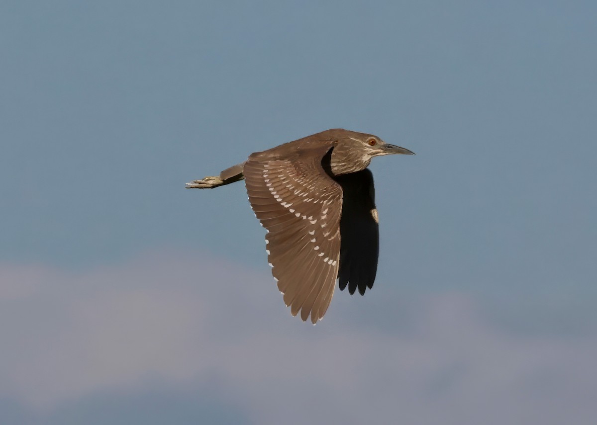 Black-crowned Night Heron - ML616769777