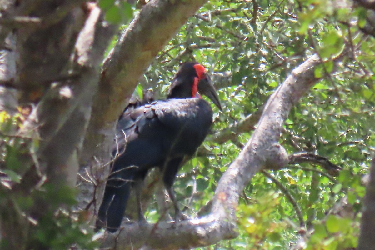 Southern Ground-Hornbill - David Orth-Moore