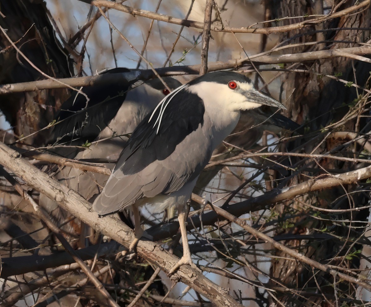 Black-crowned Night Heron - ML616769783