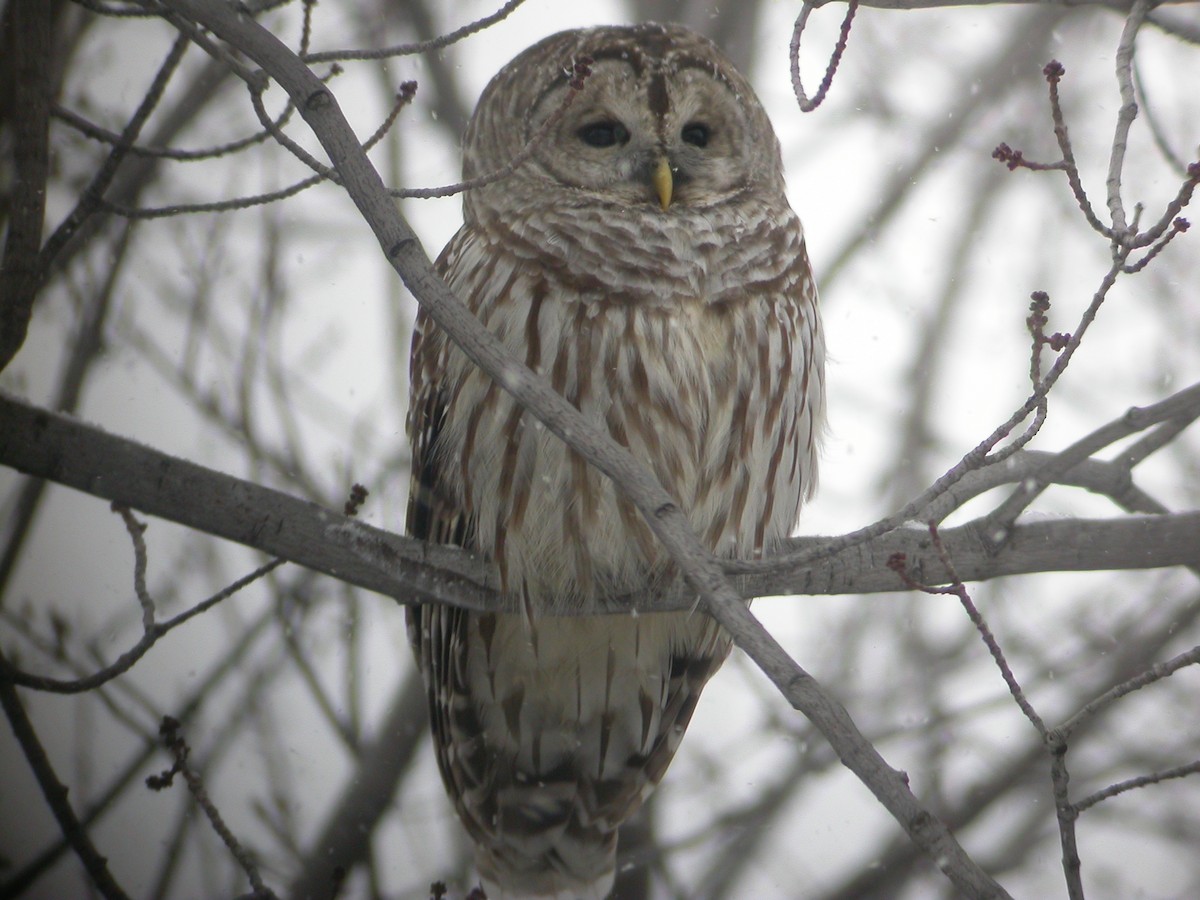 Barred Owl - ML616769802