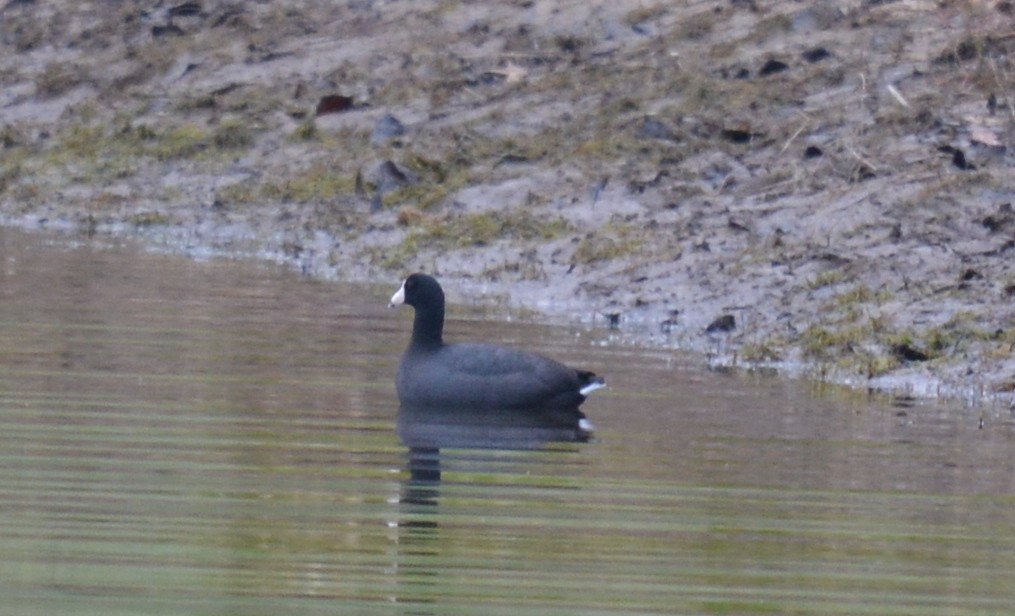 American Coot (Red-shielded) - ML616769813