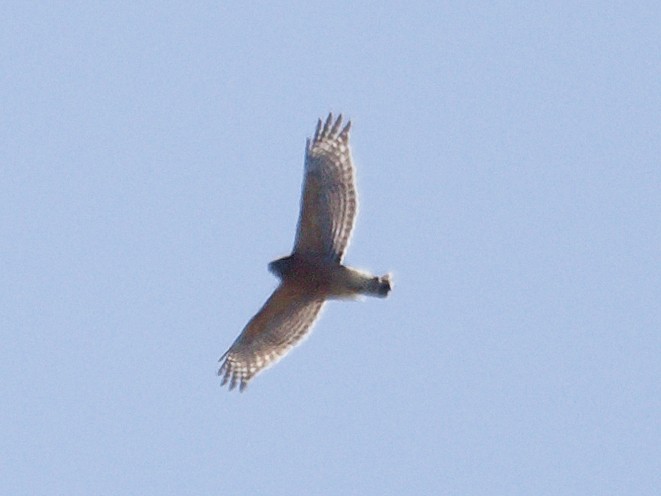 Red-shouldered Hawk - ML616769826