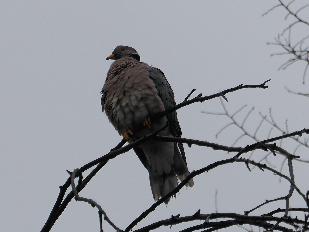 Band-tailed Pigeon - ML616769953