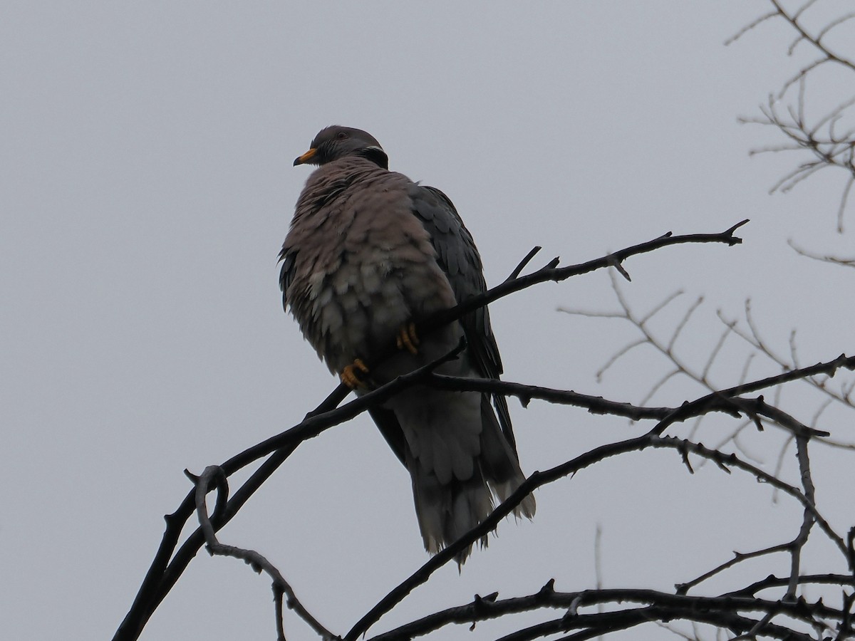 Pigeon à queue barrée - ML616769953