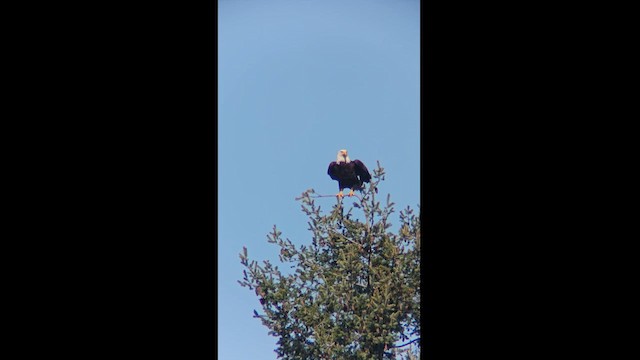 Bald Eagle - ML616769957