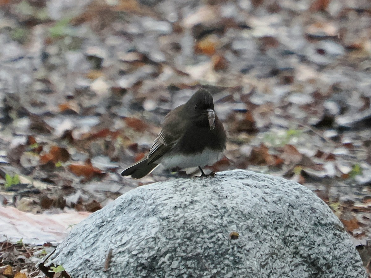 Black Phoebe - ML616769974