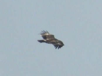 Greater Spotted Eagle - Nik Milek