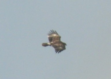 Greater Spotted Eagle - ML616770060