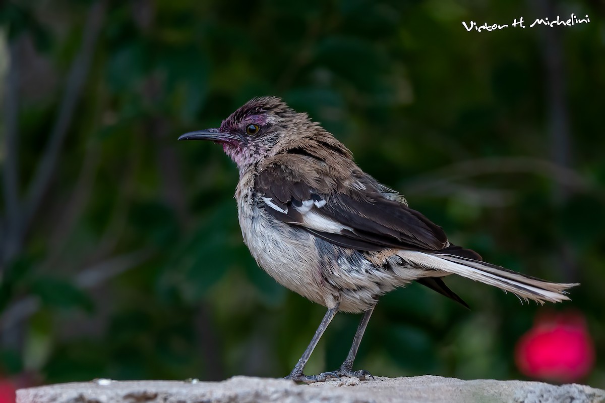 Brown-backed Mockingbird - ML616770111