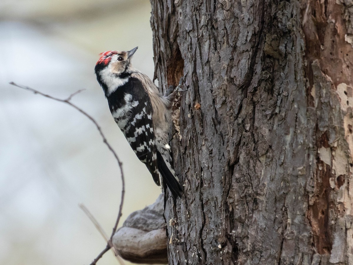 Lesser Spotted Woodpecker - ML616770114