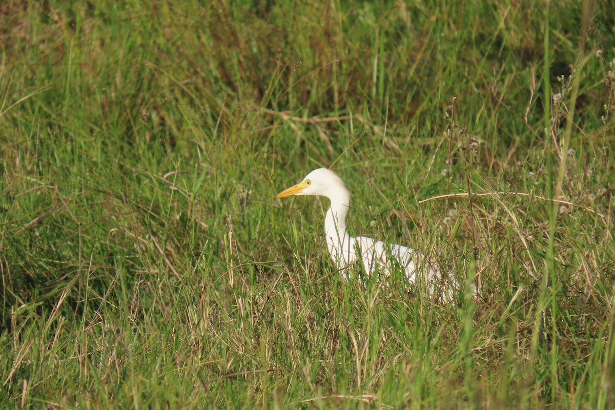 Western Cattle Egret - David Orth-Moore