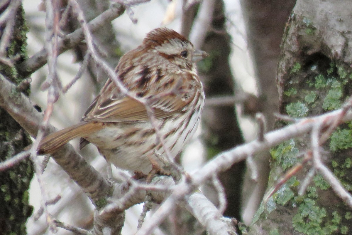 Song Sparrow - ML616770190
