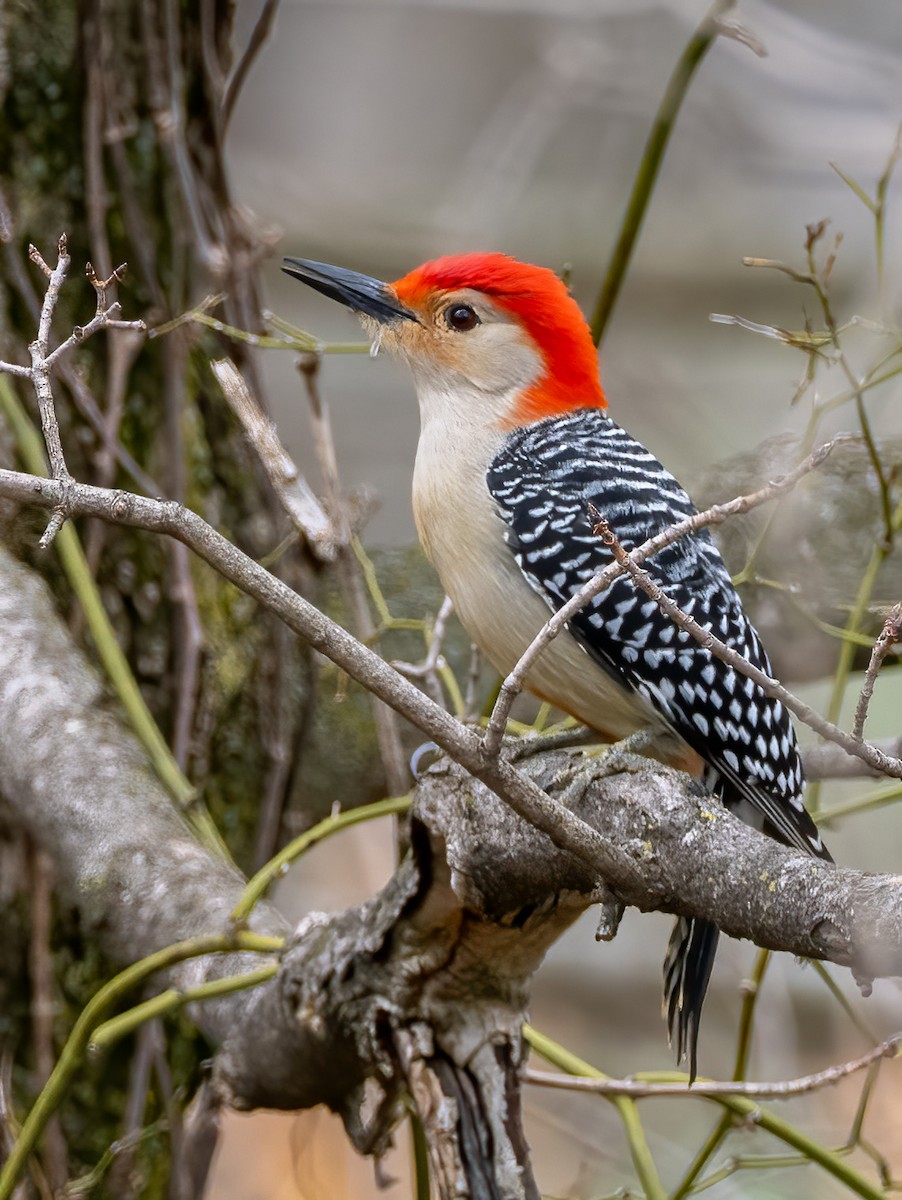 Red-bellied Woodpecker - ML616770272