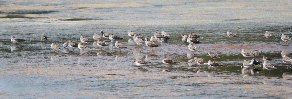 Greater Yellowlegs - ML616770298